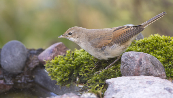 PENSASKERTTU VIERAILI JUOMA-ALTAALLAMME