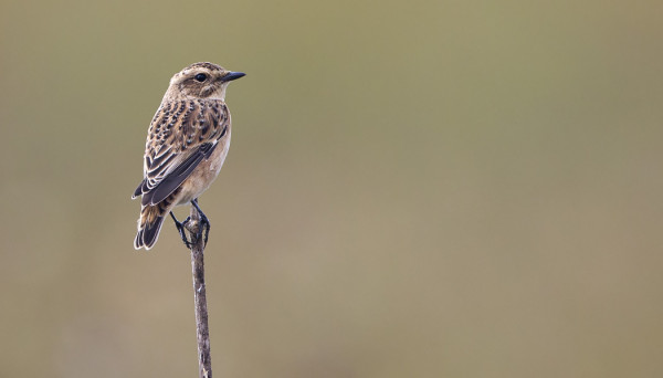 PENSASTASKUJEN MUUTTO ON HYVÄSSÄ VAUHDISSA