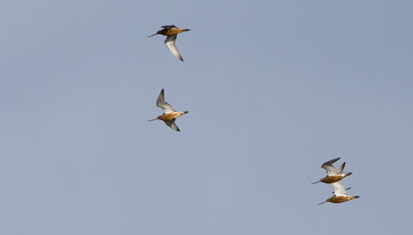 MUUTAMA PUNAKUIRI ON MUUTTANUT VIIME PÄIVINÄ