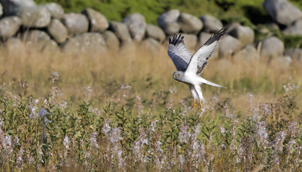 2kv KOIRAS SINISUOHAUKKA ITÄNIITYLLÄ