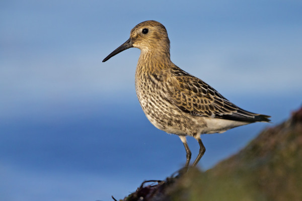 SUOSIRRIEN MUUTTO ON NYT KÄYNNISSÄ JA ENEMMISTÖ ALKAA OLLA NUORIA