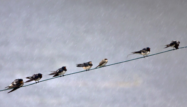 VESISATEESSA HAARAPÄÄSKYJÄ SATAMASSA, JOUKOSSA TÖRMÄPÄÄSKYKIN