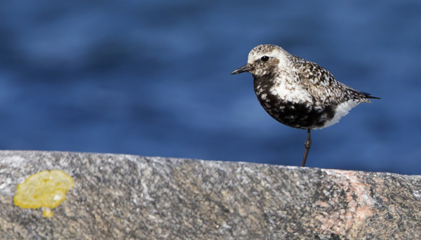 TUNDRAKURMITSOJA MUUTTAA NYT