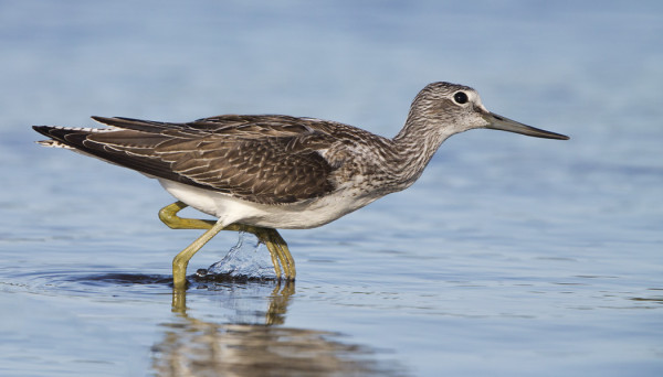 VALKOVIKLOJA NÄKYY MUUTAMA PÄIVITTÄIN