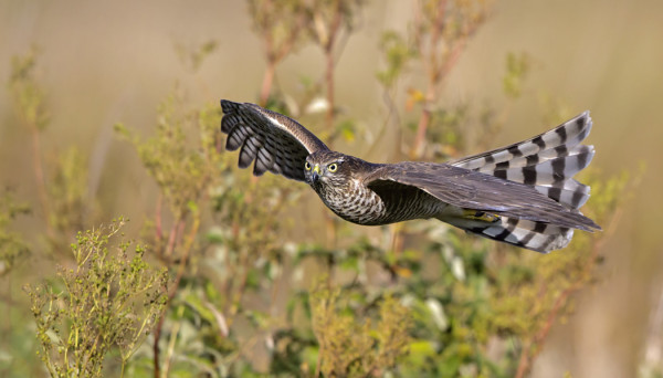 VARPUSHAUKKAMUUTTO ON VAUHDISSA!