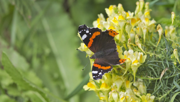 AMIRAALEJA ON NYT RUNSAASTI LIIKKEELLÄ
