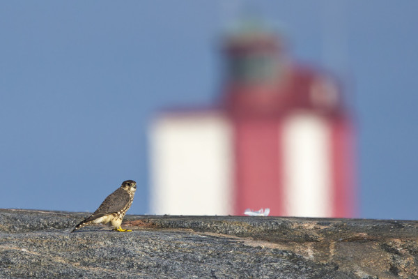 NAARAS AMPUHAUKKA ASETTUI KUVAUKSEN KANNALTA MUKAVAAN KOHTAAN