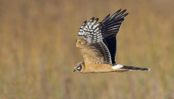 NUORI  KOIRAS AROSUOHAUKKA ITÄNIITYLLÄ, KAULAN TUMMA LÄHES PUUTTUU JA KAULAN RENGAS HEIKKO