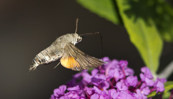 SAARESSA ON NÄHTY USEITA ETELÄNPÄIVÄKIITÄJIÄ