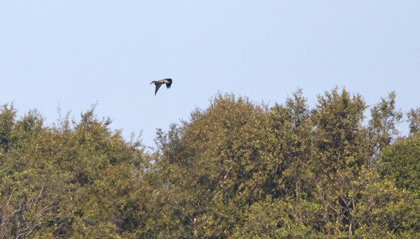 haarahaukka_04_Korppoo_09_14