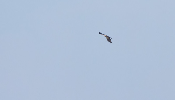 PARI KAUKAA OTETTUA KUVAA HAARAHAUKASTA ORMSKÄRIN PÄÄLLÄ, ONNEKSI VILLE-VEIKKO OLI KAMEROINEEN LÄHEMPÄNÄ