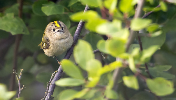 HIPPIÄISILLÄ ON NYT MENO PÄÄLLÄ