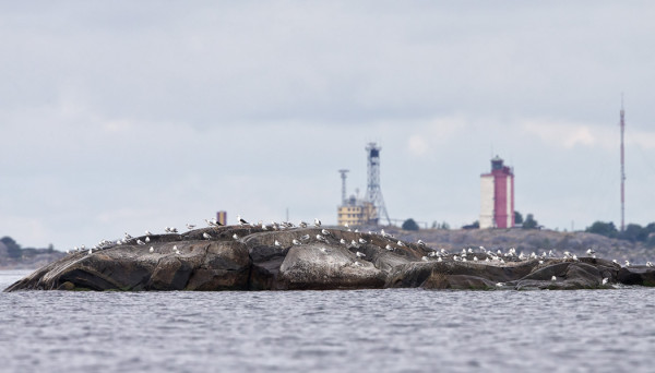 LUODOT OVAT TÄYNNÄ KALA- JA NAURULOKKEJA