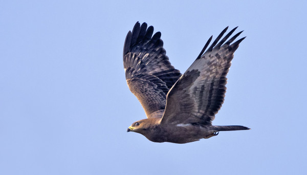 MEHILÄISHAUKKA TULI AIVAN TALOMME YLI