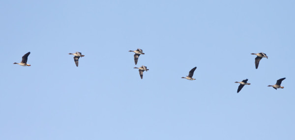 ENSIMMÄISET METSÄHANHET MATKASIVAT TÄNÄÄN LOUNAASEEN