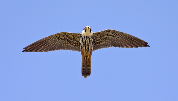 NUOLIHAUKAT KIERTELIVÄT KYLÄN YLLÄ