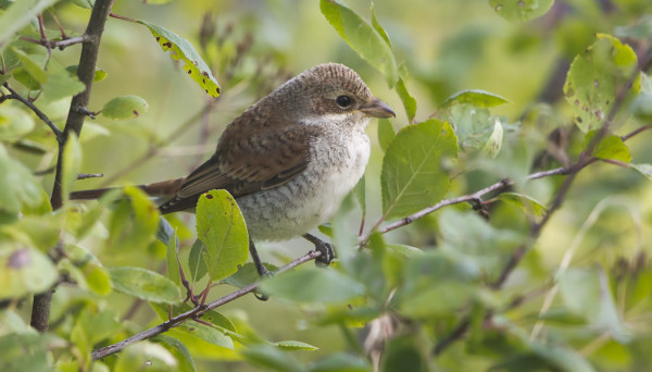 MUUTAMA NUORI PIKKULEPINKÄINEN LYMYILEE VIELÄ SAARESSA