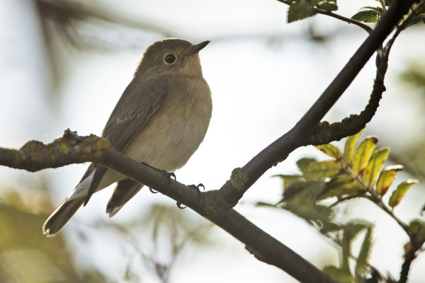 NUORIA PIKKUSIEPPOJA ON ILMAANTUNUT SAAREEN