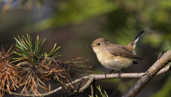 PIKKUSIEPPOJA ON TÄHÄN AIKAAN VUODESTA LIKI PÄIVITTÄIN