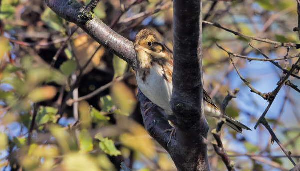 UTÖSSÄ HARVINAINEN POHJANSIRKKU PIILOTTELI HOTELLIN LÄHISTÖLLÄ
