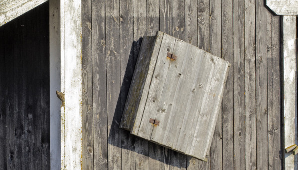 PUIDEN PUUTTUESSA ALUNSKÄRILLÄ PUUKIIPIJÄ VIIHTYI KALAMAJAN SEINILLÄ