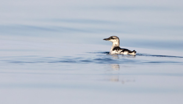 AVOMERELLÄ KELLUU JOITAKIN NUORIA JA JOITAKIN VAIHTOPUKUISIA RISKILÖITÄ