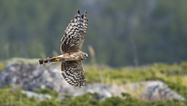 SINISUOHAUKKA ITÄNIITYLLÄ