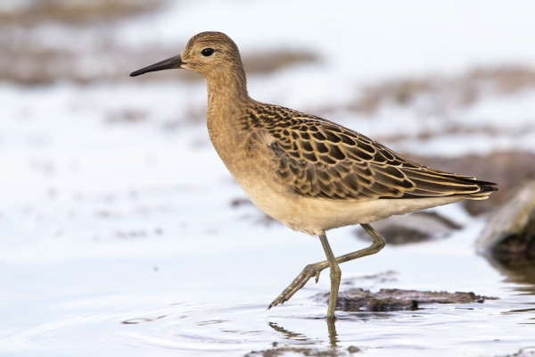 MUUTAMA SUOKUKKO ON VIELÄ NÄKYNYT PÄIVITTÄIN