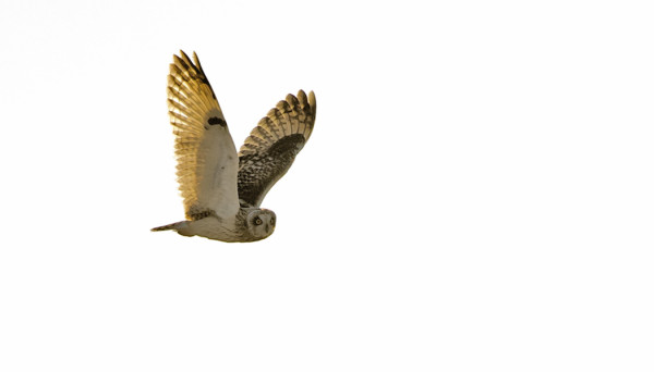 TOINEN ALUNSKÄRIN SUOPÖLLÖISTÄ LENSI VASTAVALON PUOLELTA OHITSENI