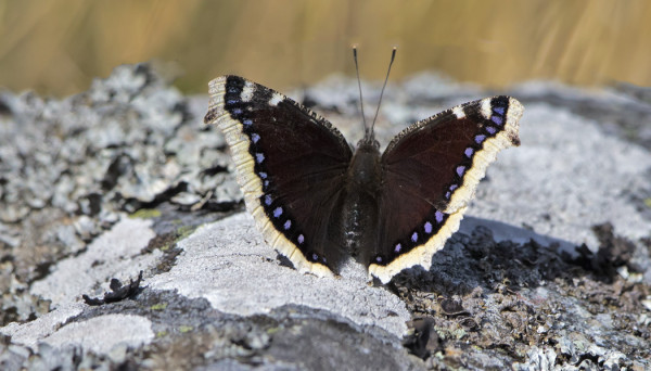 SURUVAIPPOJA ON NÄKYNYT USEITA