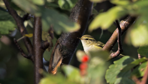 SYKSYN EKA "INO" ELI TAIGAUUNILINTU PIILOTTELI HOTELLIN PUISSA
