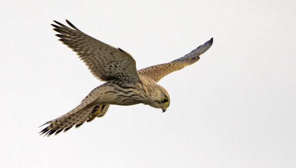 TUULIHAUKKOJA RIITTÄÄ, PÄÄOSIN NUORIA LINTUJA