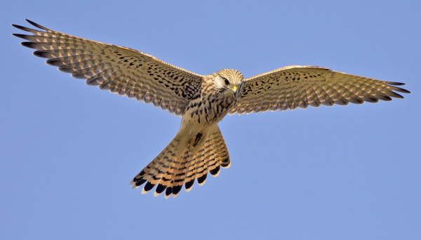 TUULIHAUKKOJA RIITTÄÄ