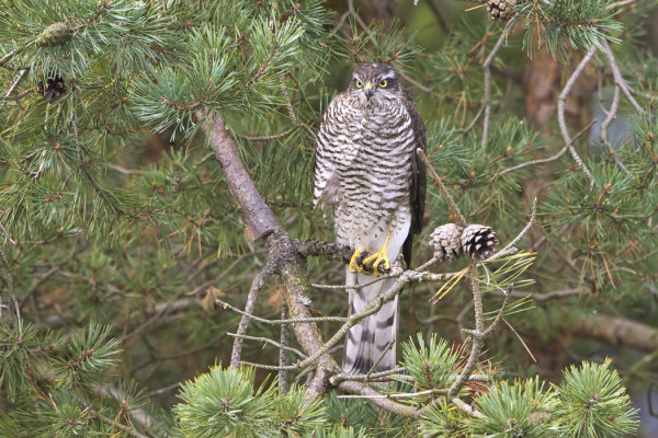 VARPUSHAUKKA ON TÄÄLLÄ YLIVOIMAISESTI YLEISIN PETOLINTU