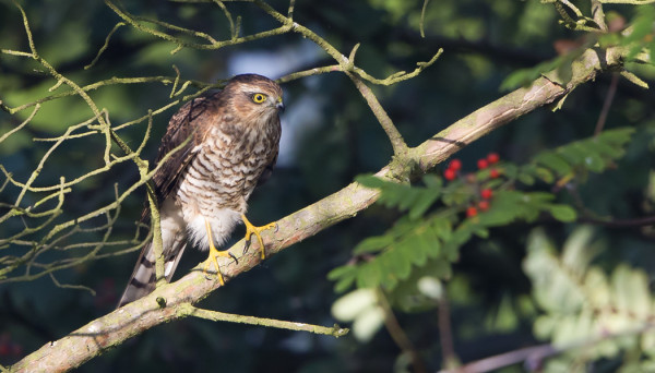 VÄIJYVÄT VARPUSHAUKAT SAALISTAVAT ERITYISESTI HIPPIÄISIÄ