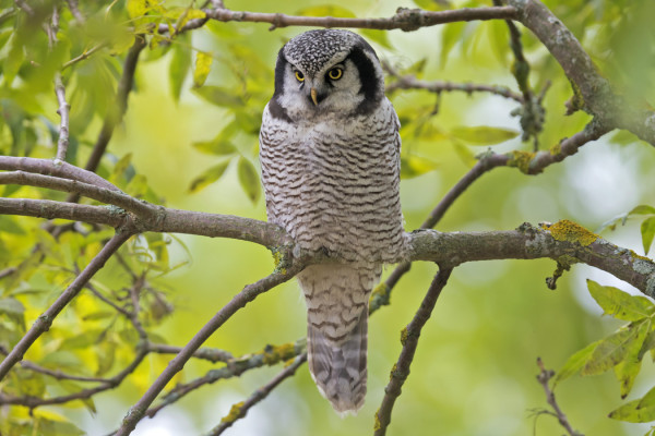 HIIRIPÖLLÖ ILMAANTUI YLLÄTTÄEN SAAREEN
