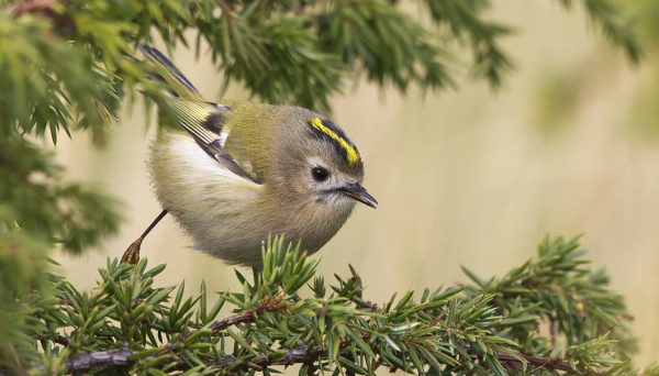 HIPPIÄISIÄ ON RUNSAASTI