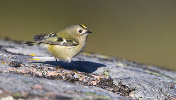 HIPPIÄISIÄ ON "PAIKAT TÄYNNÄ"
