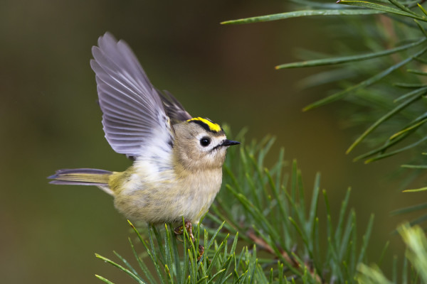 HIPPIÄISIÄ RIITTÄÄ EDELLEEN