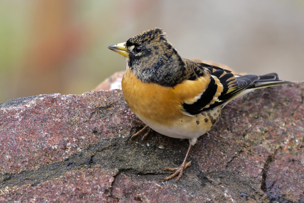 JÄRRIPEIPPOJA ON NYT RUNSAASTI