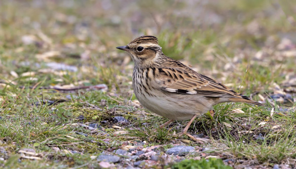 HOTELLIALUEELLA VIIHTYY PARI KANGASKIURUA