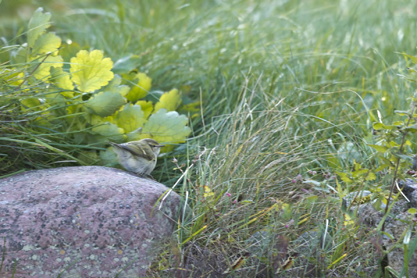 KASHMIRINUUNILINTU KULKI KUVAUKSEN KANNALTA HANKALASTI PITKIN MAATA JA HEINIKOITA KOVAN TUULEN TAKIA