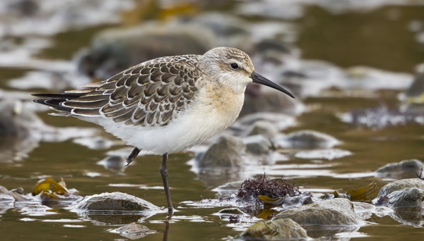 NUORI KUOVISIRRI ILMESTYI ITÄRANNALLE