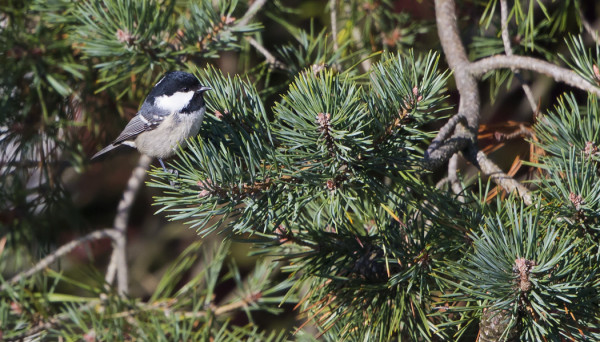 KUUSITIAISET SAAPUIVAT