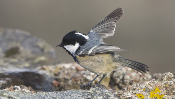 KUUSITIAISILLA ON VAELLUS KÄYNNISSÄ