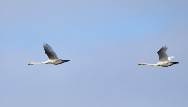 LAULUJOUTSENTEN MUUTTO ON VASTA ALUSSA