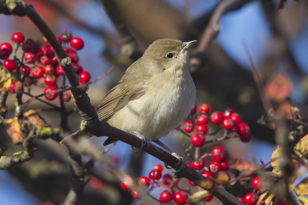 LEHTOKERTTU HOTELLIN PIHLAJISSA
