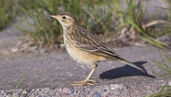 mongoliankirvinen_01_Korppoo-10_14