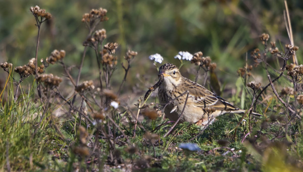 MONGOLIANKIRVINEN ILAHDUTTI JA SEPELTASKUN TAPAAN TÄMÄKIN ITÄINEN VIERAS LÖYSI SYÖTÄVÄÄ
