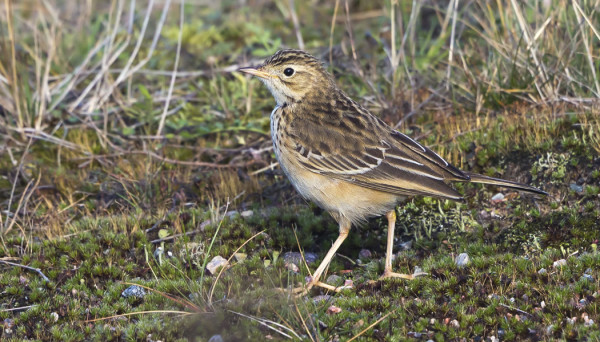 MONGOLIANKIRVINEN OLI EDELLEEN KAUNIISTI NÄYTILLÄ